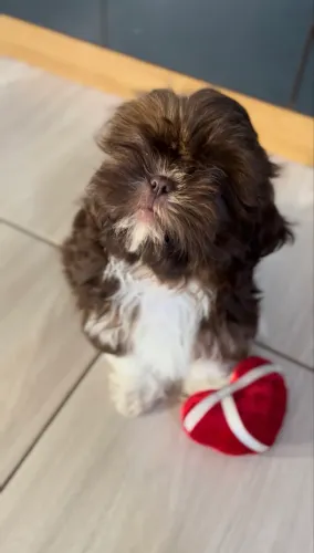 Shihtzu fêmea filhote