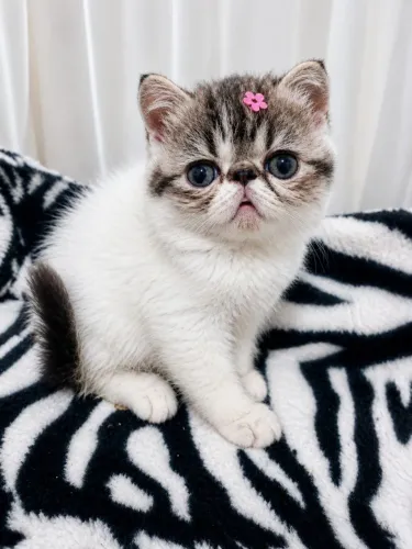 Gato Persa
