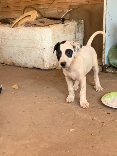 Doação de cachorros