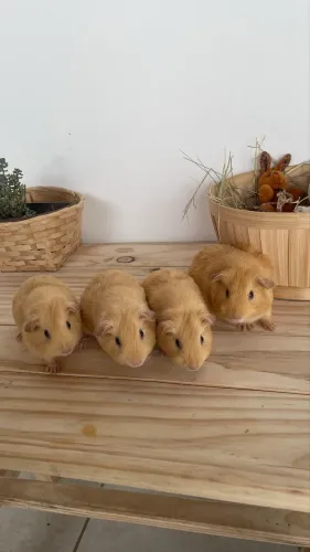 Porquinho da índia macho filhote