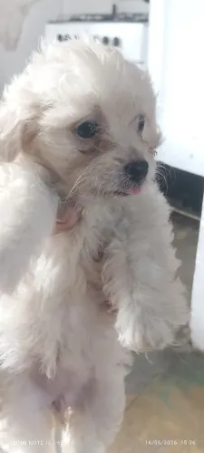 Poodle fêmea.  Dois meses pronta pra um novo lar. Vermifugada