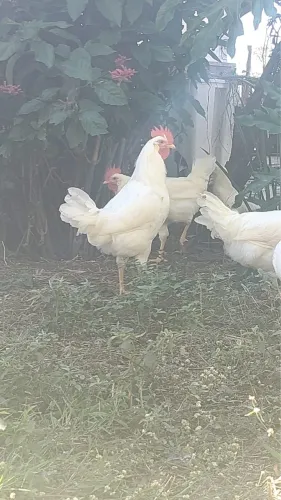Frango criado solto 