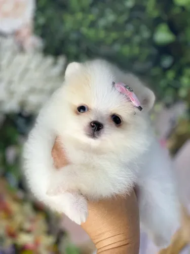 Spitz Alemão com pedigree