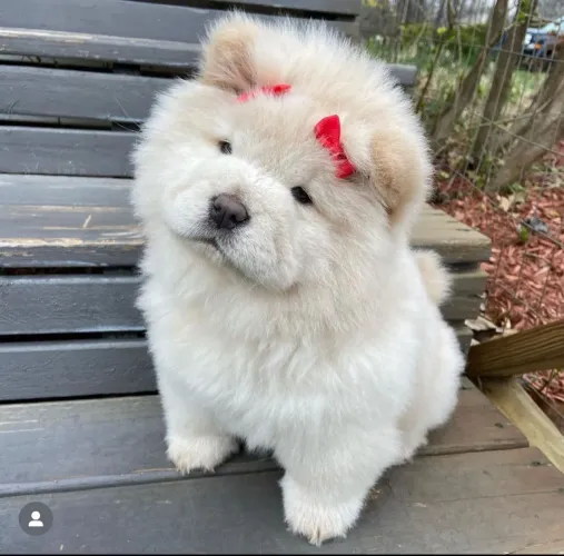 Vende-se filhote de Chow Chow 