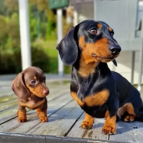 Basset Teckel Lindos e Encantadores