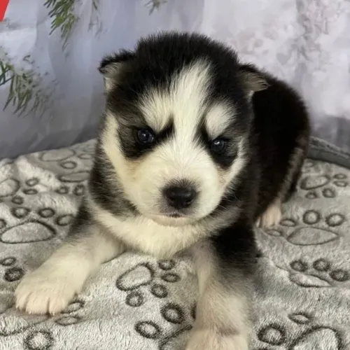 Filhoets de Husky Siberiano | Fofura em cada olhar