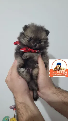 Minúsculos  porte anãozinho  . Lulu da pomerania 