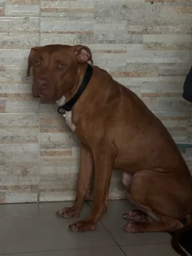 Doação Pitbull