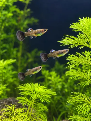 Guppy Lebiste