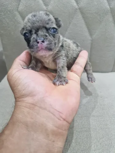 Cachorro