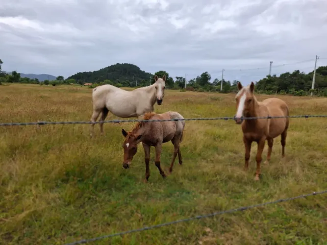 Aluguel de campo para cavalos