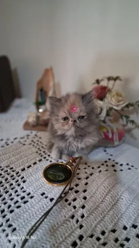 Gato Persa 