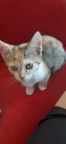 Gatos doação