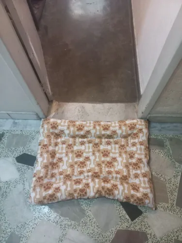 Cama pet nova! 75x55