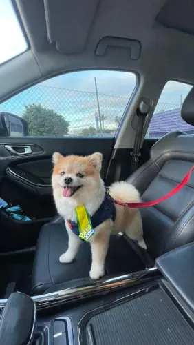 Lulu para doação