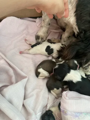 Filhotes de Shih Tzu