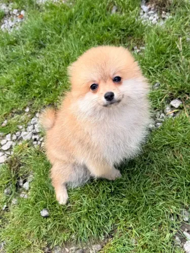 Spitz alemão Fêmea Lulu da Pomerânia