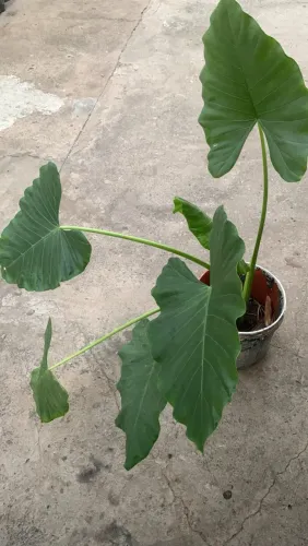 Planta