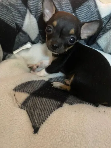 Pinscher pequeno porte 