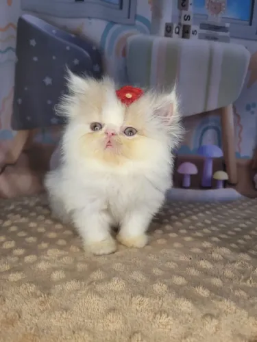 Gatinha Persa