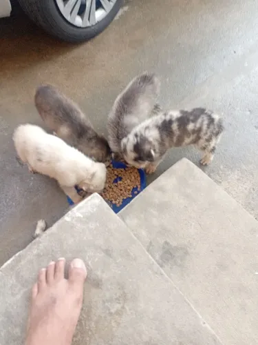Husky siberiano 