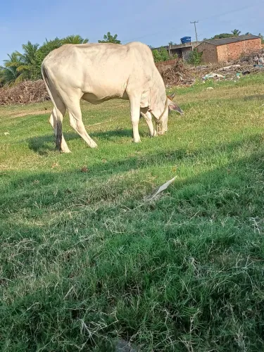 Vendo lote de gado!!