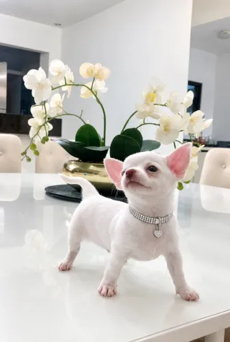 Chihuahua macho com pedigree Cbkc