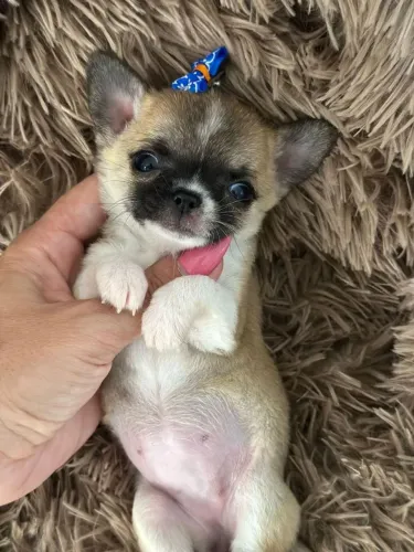 Chihuahua Fêmea Pelo Curto!! Uma Bem Pequenina 