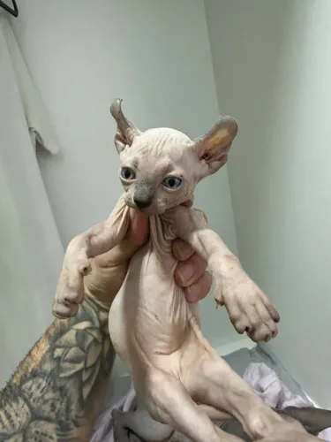 Sphynx 