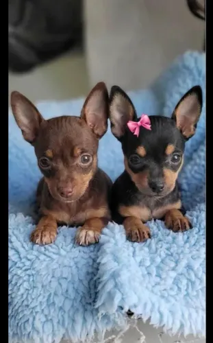 PINSCHER FÊMEA ZERINHO - ACEITO CARTÃO
