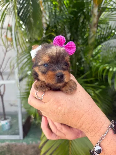 Yorkshire terrier disponível 