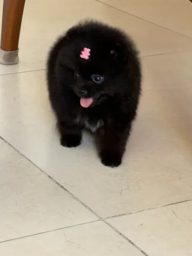 Spitz Alemão Anão