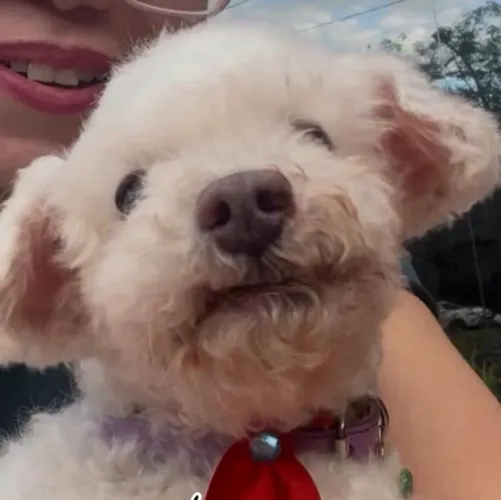 Procuro poodle micro toy