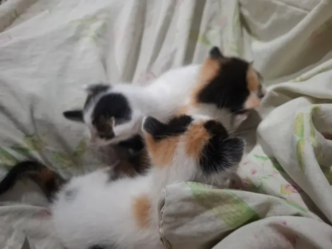 gatinhos em adoção 