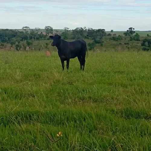 Fazenda em Amambai-MS