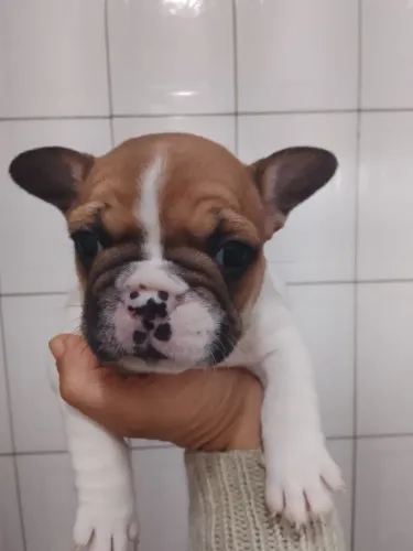 Filhotes de buldogue francês