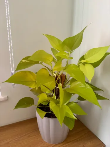 Planta Jiboia Neon