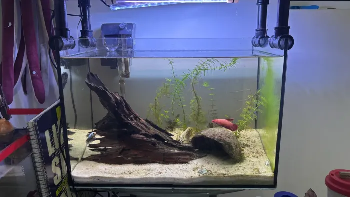 Aquário 24l seminovo