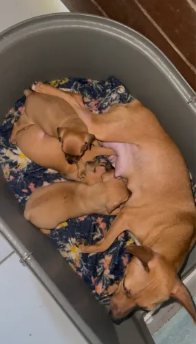 Pinscher Filhote