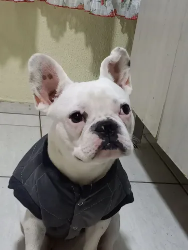 Vendo buldogue francês com 10 meses