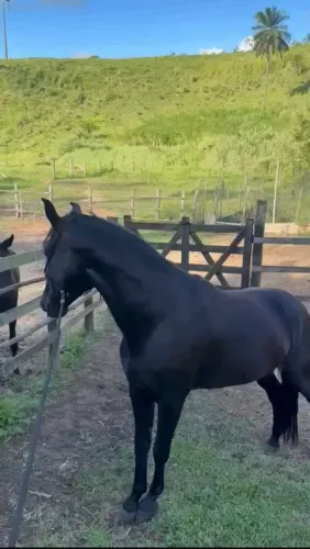 Cavalo preto Registrado marcha picada.