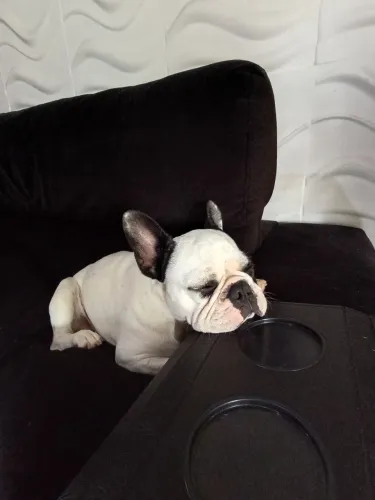 Doa-se Bulldog francês 