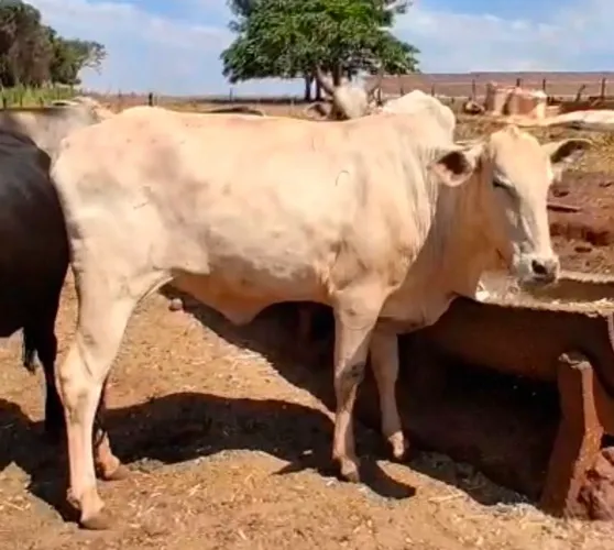 6 vacas pra abate em Rio verde goiás