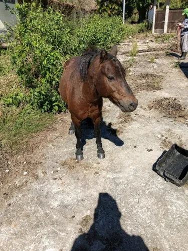 VENDA DE UM PONEY