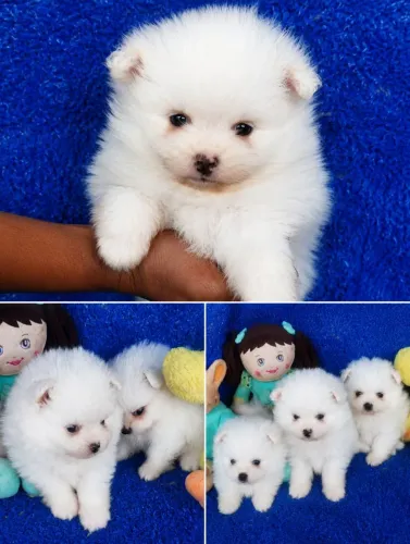 Filhote machinho de lulu da Pomerânia Anão branco