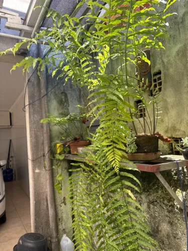 Samambaia da Amazônia é de metro juntas, vibrante para decorar seu jardim