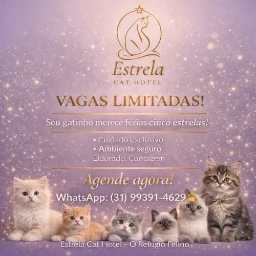 Hospedagem exclusiva para gatos