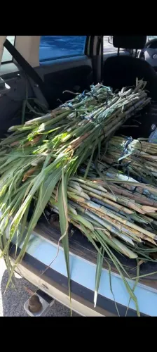 Mudas do brs capiaçu a venda - Direto do produtor!