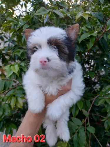 Biewer Terrier Pequena Fêmea Inteligente e Brincalhona