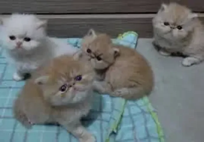 gato persa machos brancos e fêmea dourada 